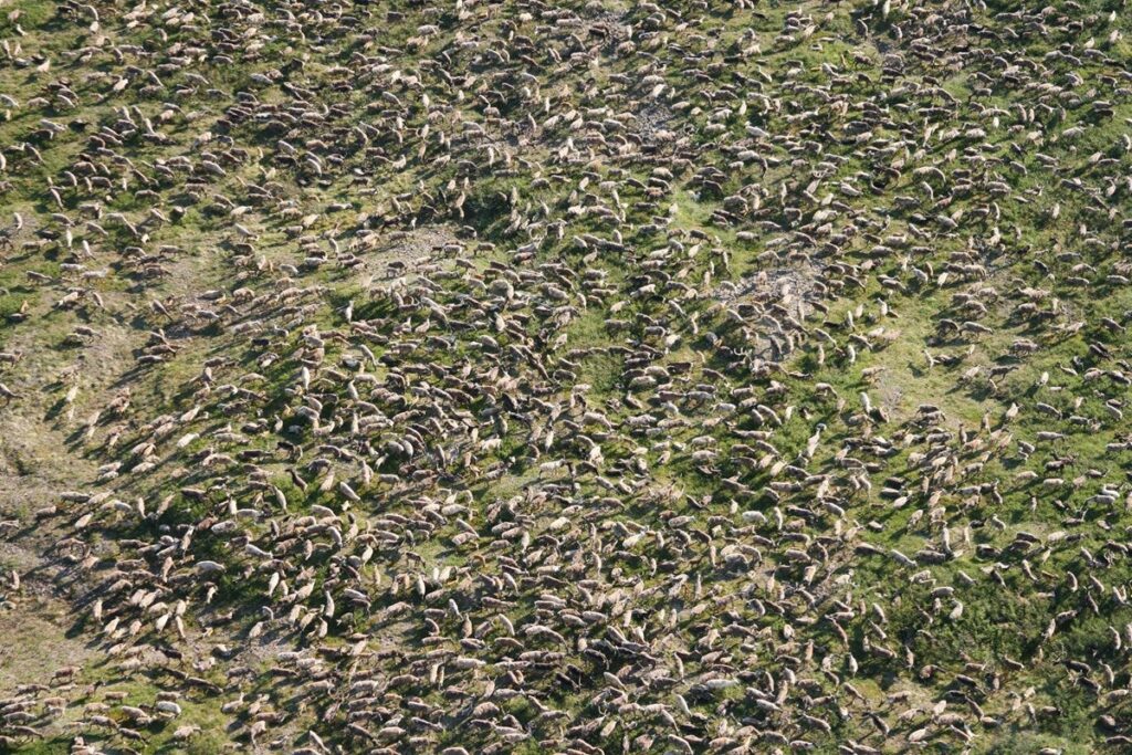 The Western Arctic Caribou Herd's population appears healthy, and not in any serious decline