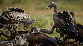 Ruppell’s griffon vulture on kill