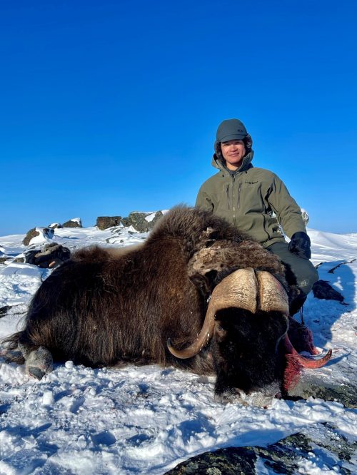 muskox